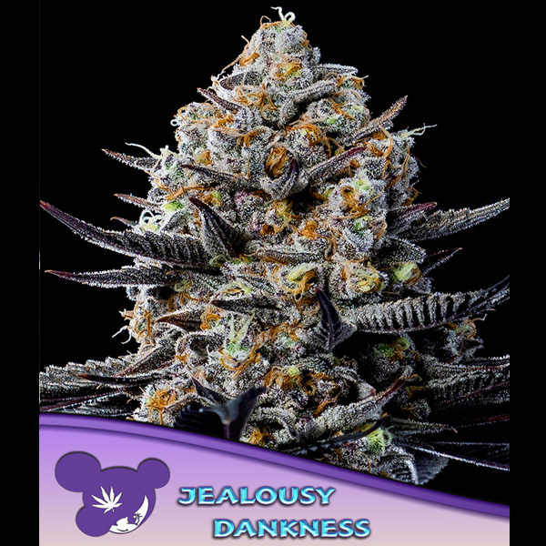 Jealousy Dankness feminizada de Anesia Seeds