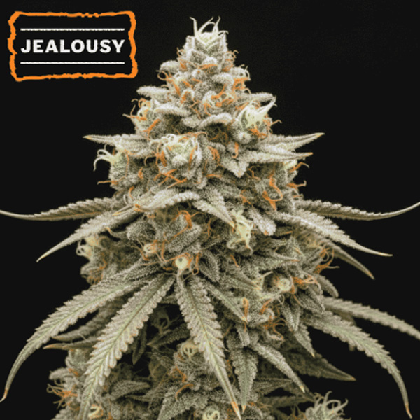 Jealousy feminizada de Seedstockers