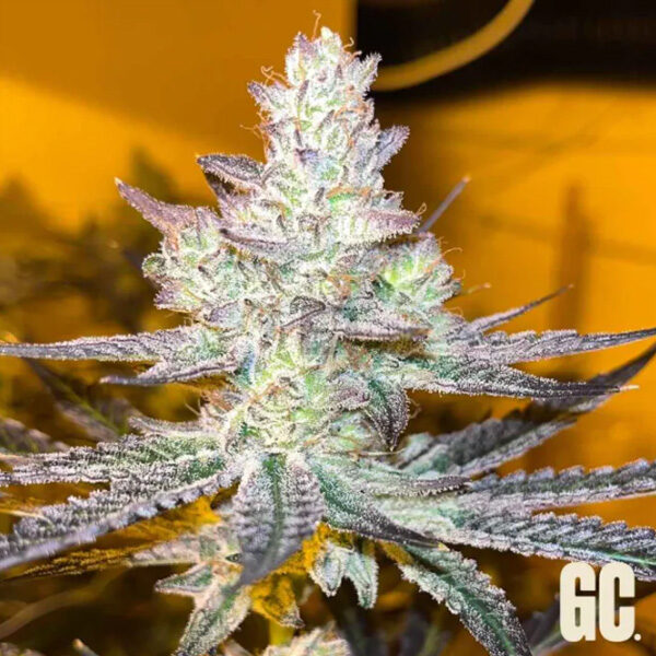 Jelly Banana feminizada de Grand Cru Genetics
