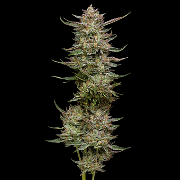 Jelly Donutz feminizada de Humboldt Seeds Company