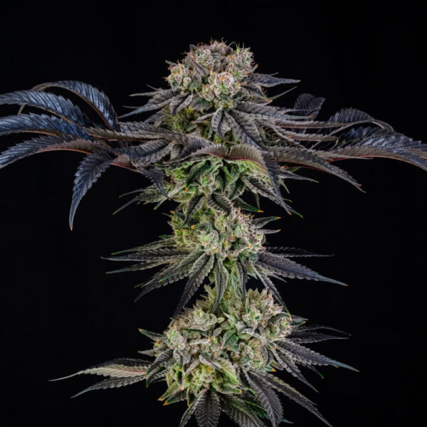 Julian Marley Special X Julian Marley feminizada de Silent Seeds