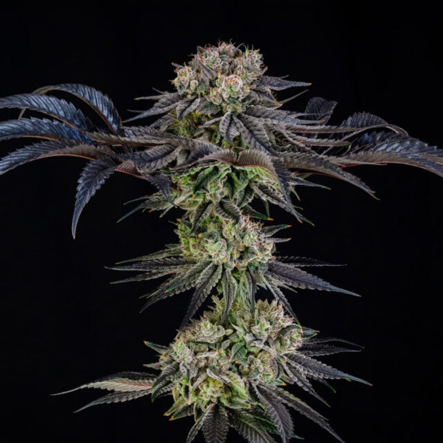 Julian Marley Special X Julian Marley feminizada de Silent Seeds