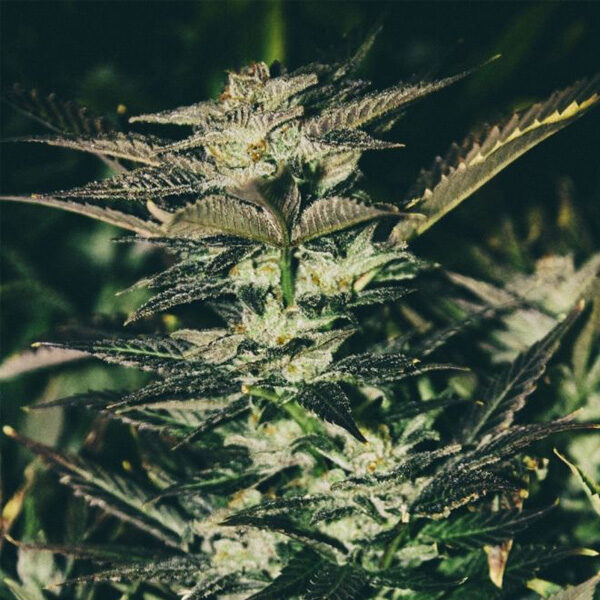Jupiter OG Kush feminizada de The Cali Connection