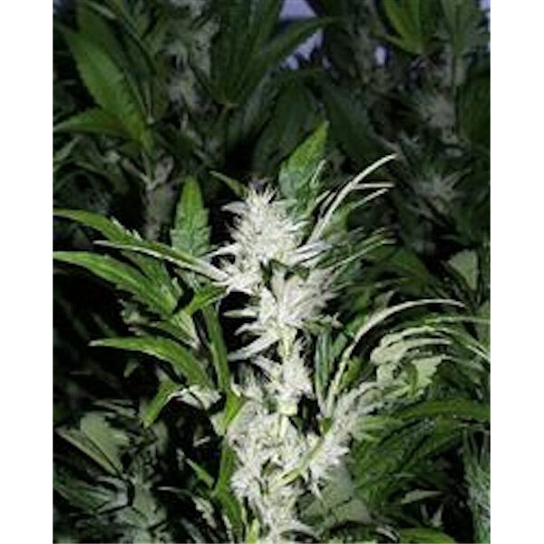 Kc 33 regular de K.c. Brains