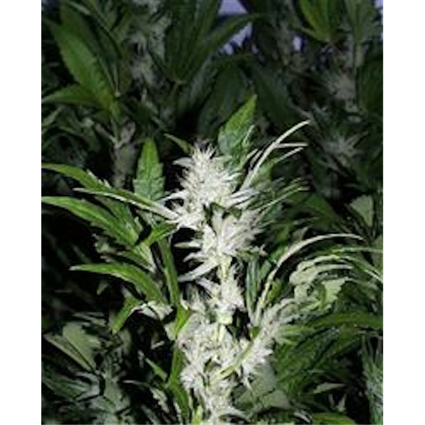 Kc 33 regular de K.c. Brains