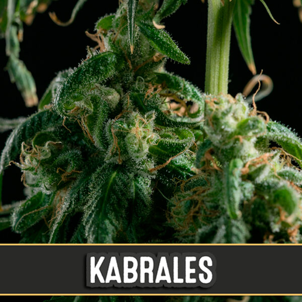 Kabrales feminizada de Blimburn Seeds