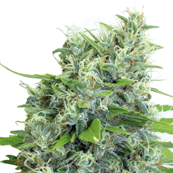 Kali Bubba regular de Serious Seeds