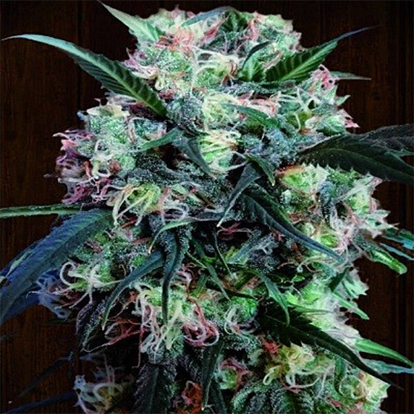 Kali China feminizada de Ace Seeds
