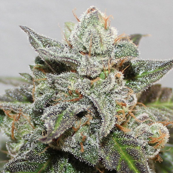 Kalidonia feminizada de Ace Seeds