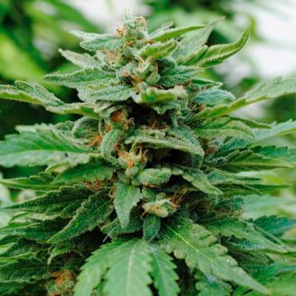 Karibbean Mango feminizada de Kannabia Seeds