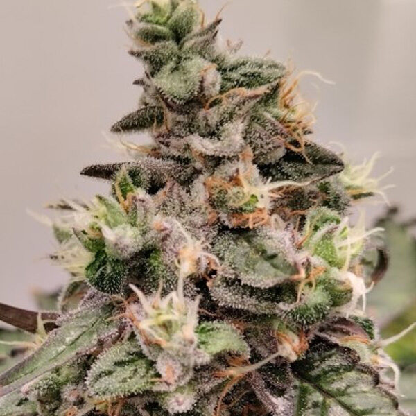 Kashmir regular de Ace Seeds