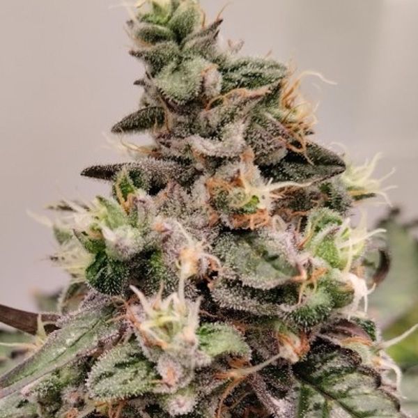 Kashmir regular de Ace Seeds