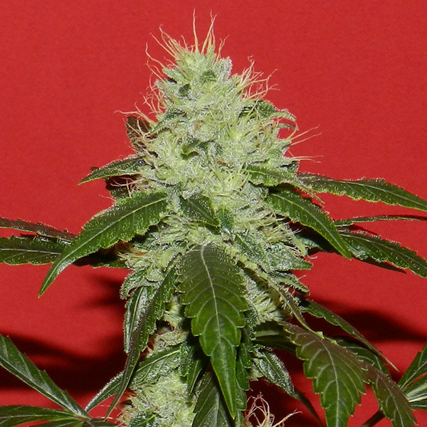 Kikiriki regular de French Touch Seeds