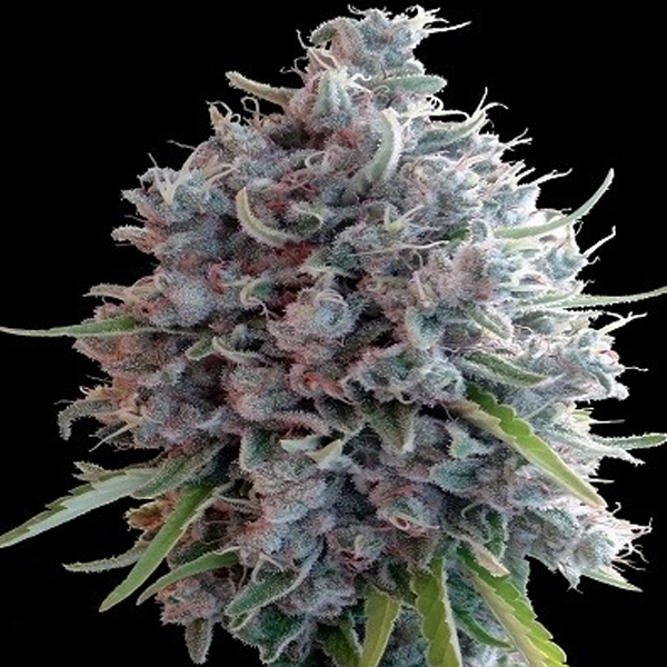 Killer A5 Haze feminizada de Ace Seeds