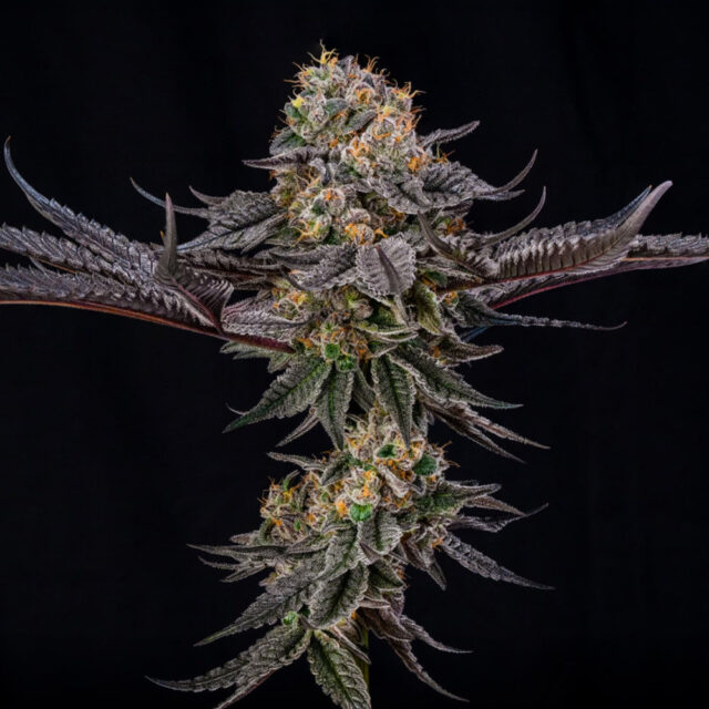 King Of Kings X Julian Marley feminizada de Silent Seeds