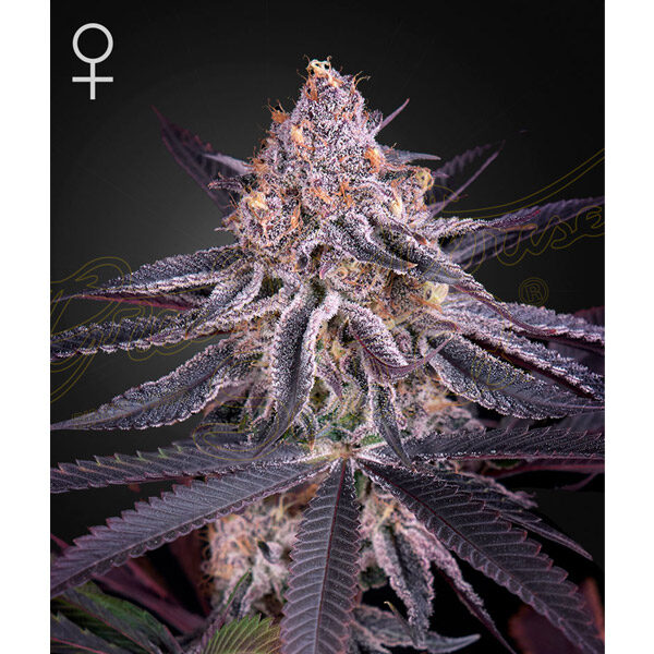 King´s Juice feminizada de Green House