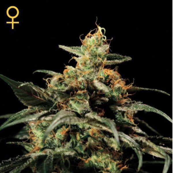 Kings Kush feminizada de Green House