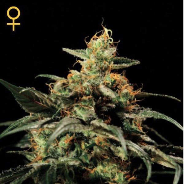 Kings Kush feminizada de Green House