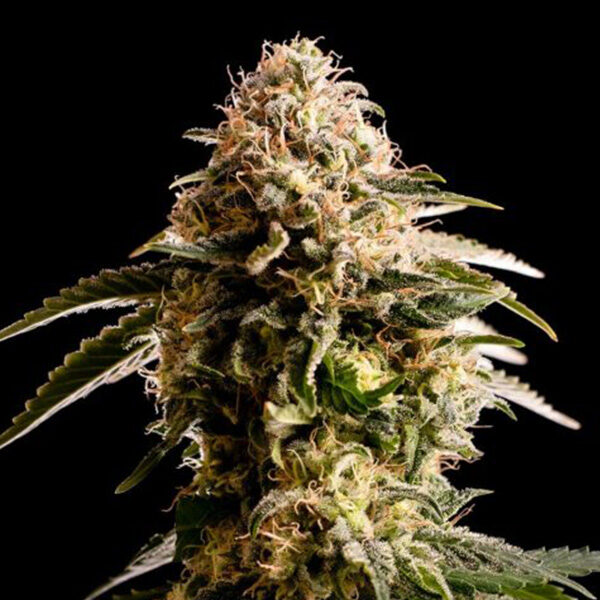 Kiss feminizada de Kannabia Seeds