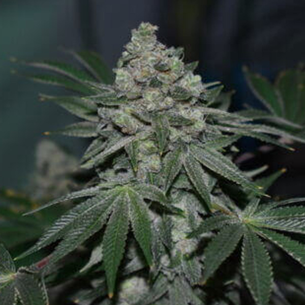 Klementine feminizada de R-kiem Seeds