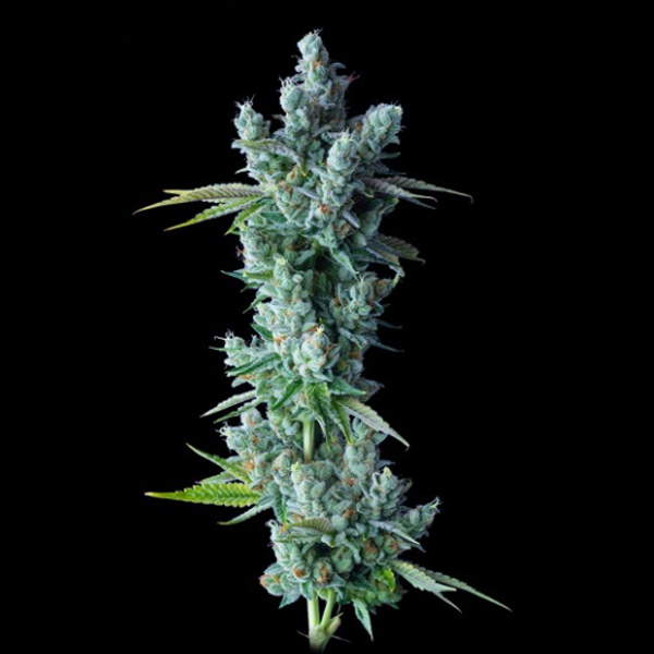 Kosher Dawg feminizada de Dna Genetics