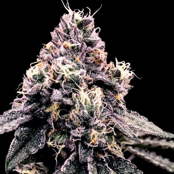 Kosher Pie feminizada de Dna Genetics