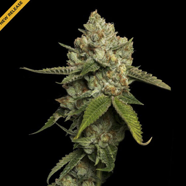 Kosher Prophets feminizada de Dna Genetics