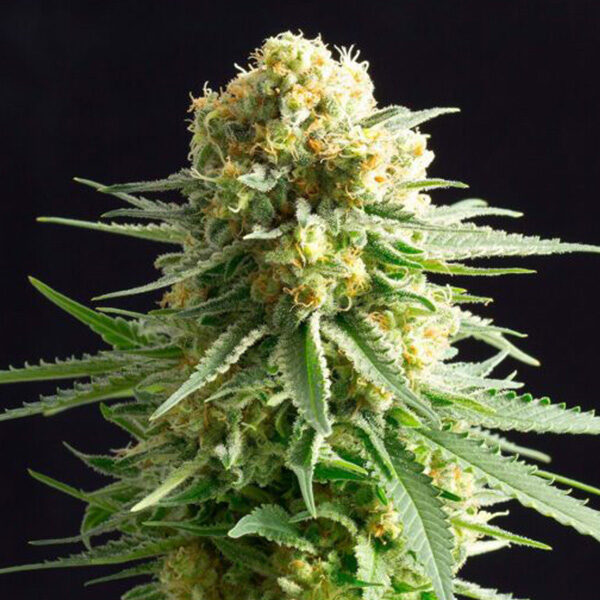 Kritikal K feminizada de Kannabia Seeds