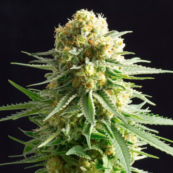 Kritikal K feminizada de Kannabia Seeds