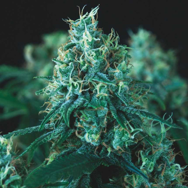 Kryptonite Fast feminizada de Pyramid Seeds