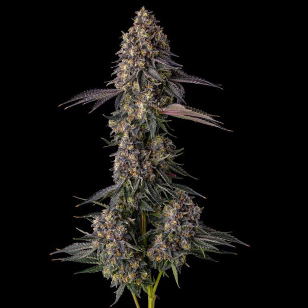 Kumamotoz : Pearlz (zkittlez Georgia Pie) X Pave feminizada de Compound Genetics