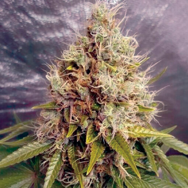 Kush Mass feminizada de Garden Of Green Seeds