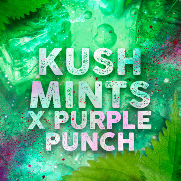 Kush Mints feminizada de Tramuntana Seeds