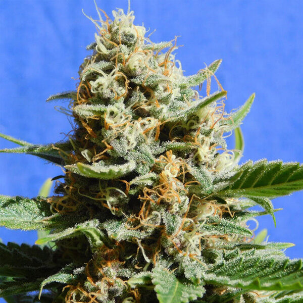 Kush Mintz Fast feminizada de Original Sensible Seeds