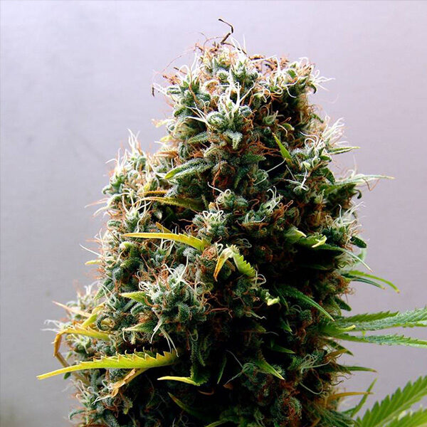 Kushadelic feminizada de Soma Seeds