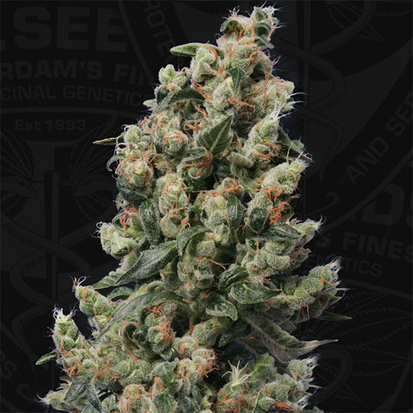 Kushage feminizada de T.h. Seeds