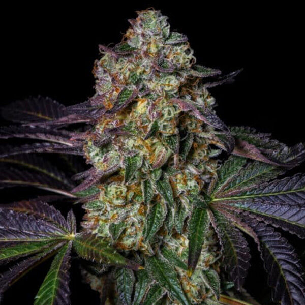 Kushmallow feminizada de Pure Instinto