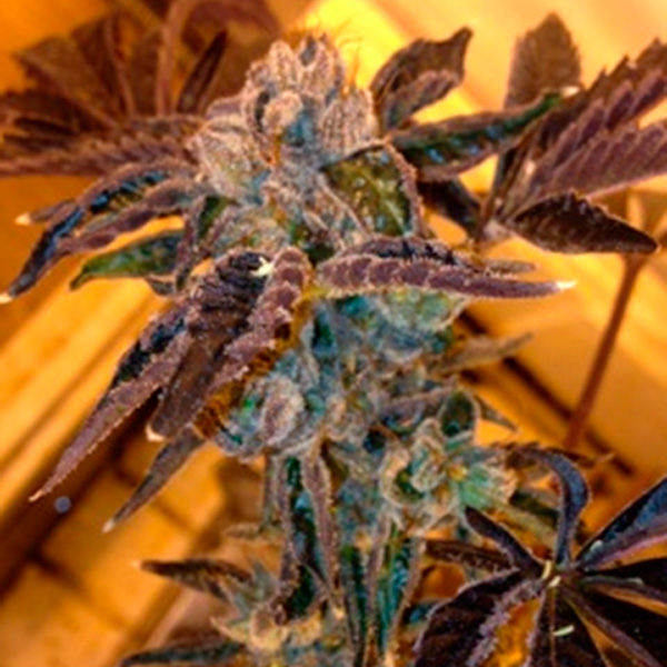 La Cookies feminizada de The Cali Connection