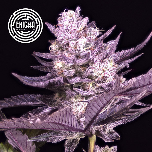 La Kush Cake feminizada de Enigma Genetics