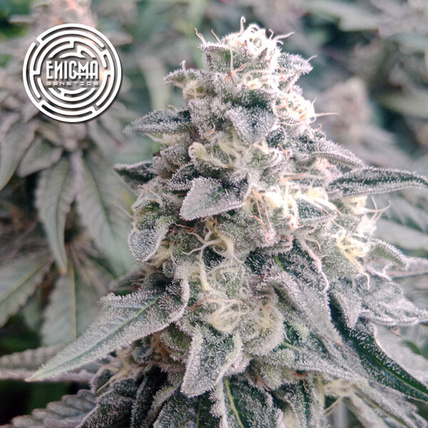 La Wedding Pop feminizada de Enigma Genetics