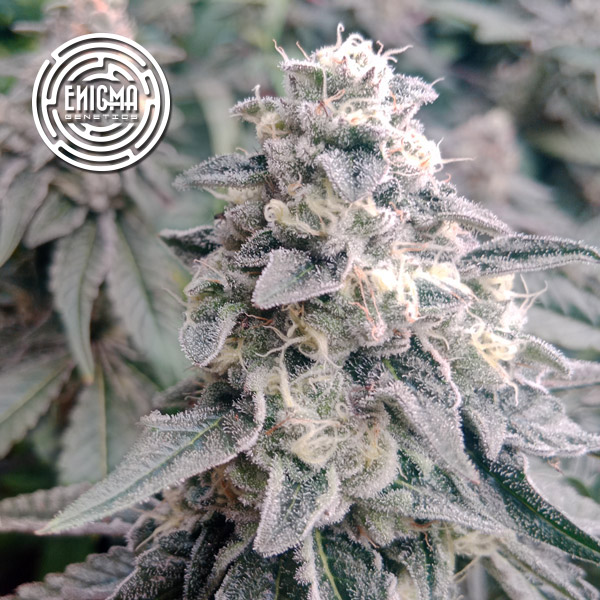 La Wedding Pop feminizada de Enigma Genetics