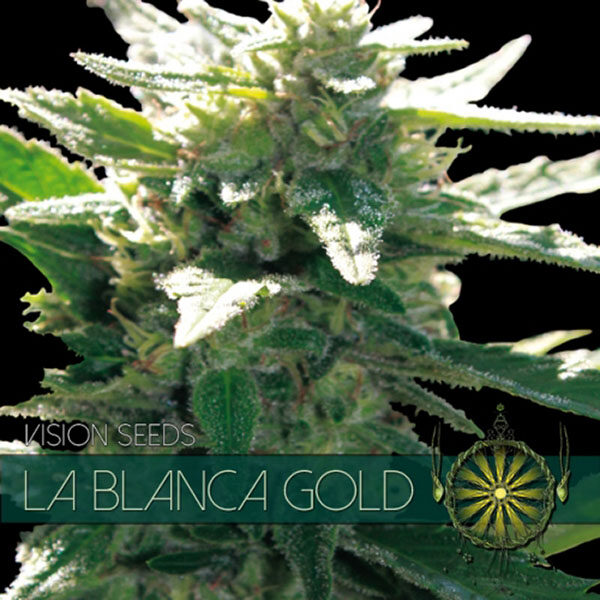 La Blanca Gold feminizada de Vision Seeds