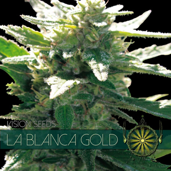 La Blanca Gold feminizada de Vision Seeds