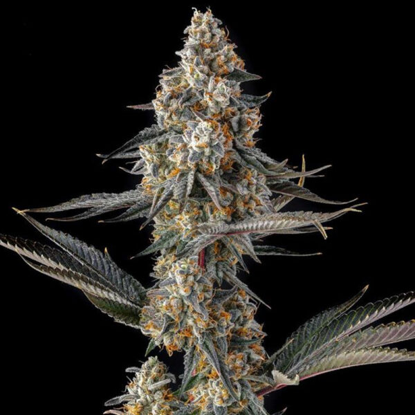 La Llorona : Devil Driver X Black Amber feminizada de Compound Genetics