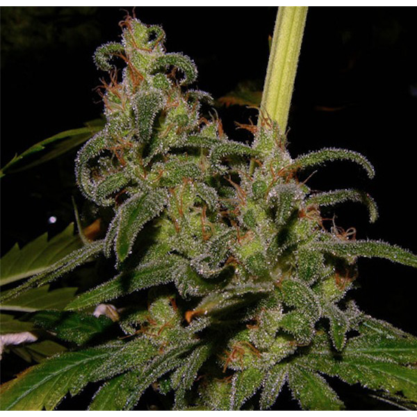 La Niña regular de Mr. Nice