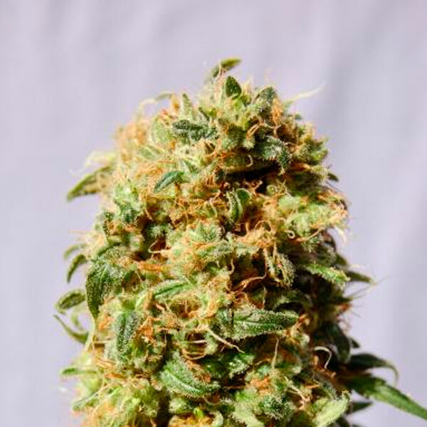 La Reina De Africa feminizada de Kannabia Seeds