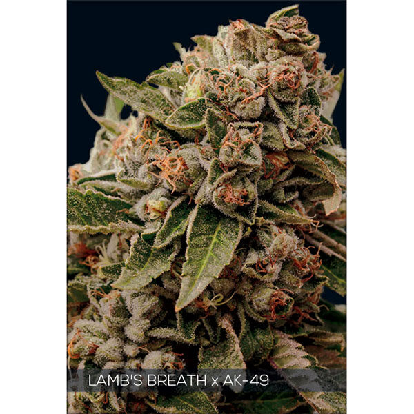 Lambs Breath X AK 49 feminizada de Vision Seeds