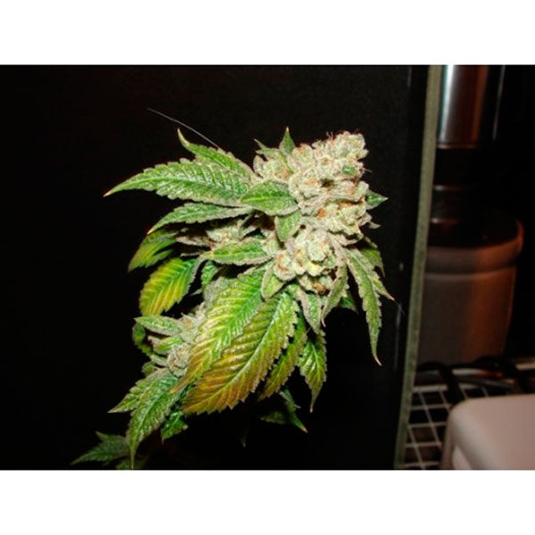 Larry OG Kush feminizada de The Cali Connection