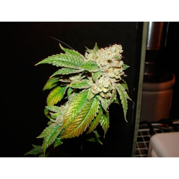 Larry OG Kush feminizada de The Cali Connection