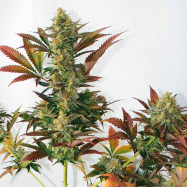 Larry´s Lemon OG feminizada de Garden Of Green Seeds